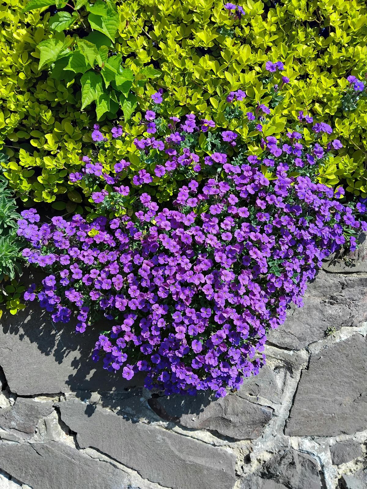 Milliseid lilli kalmistule istutada / foto pexels.com