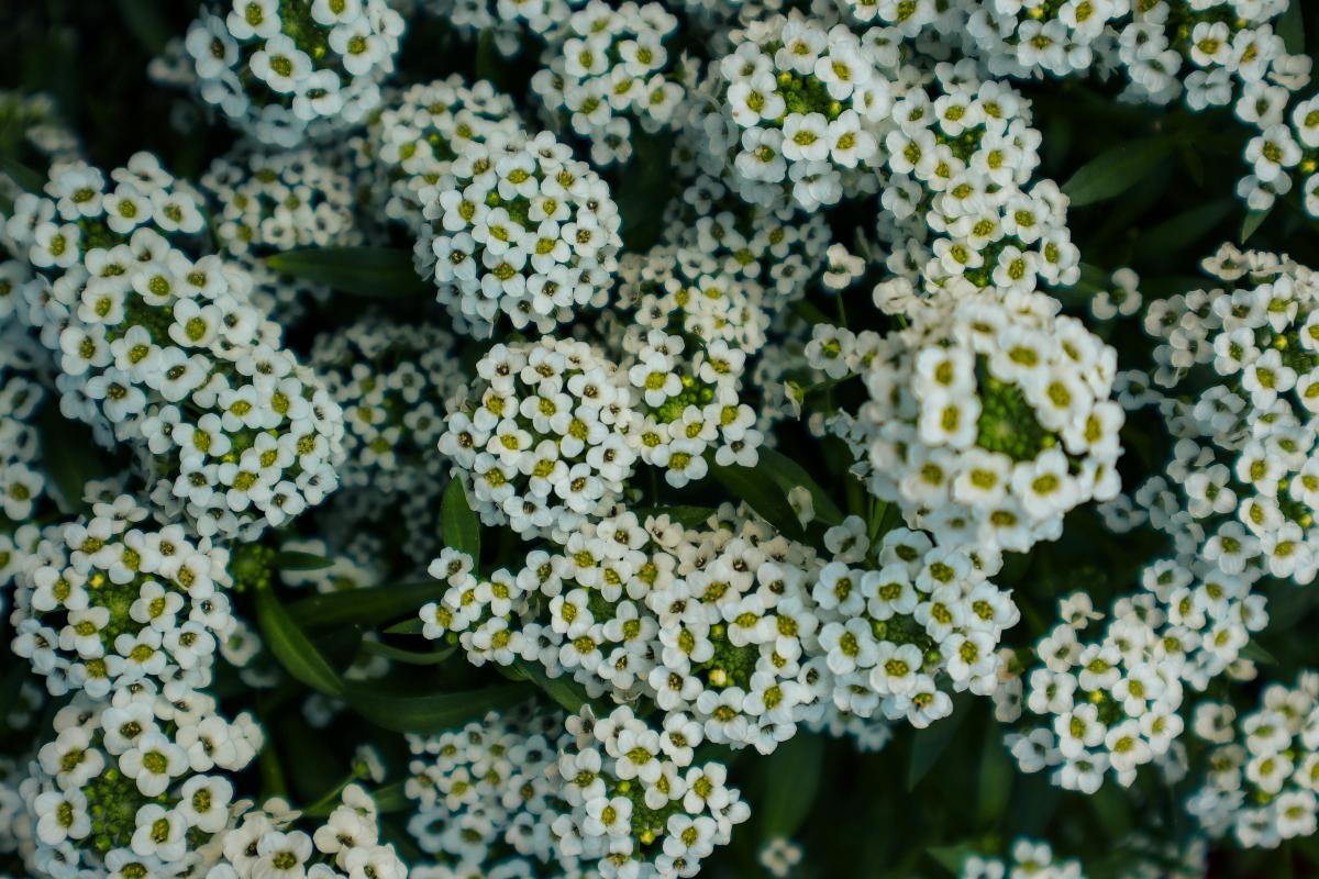 Milliseid tagasihoidlikke püsikuid võib kalmistule istutada / foto: chrechels.com