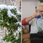 Kas sa saad okstest kuusepuu kasvatada: samm-sammult juhised