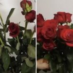 Kuidas taaselustada närbunud roosid: väike nipp, mis toob kimbule elu