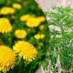 Portulaca, nisurohi, ragweed: kuidas vabaneda köögiviljaaias igaveseks umbrohtudest