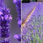 Provence’i sinine kuld: kuidas kasvatada luksuslikku lavendliaeda Ukrainas