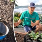 See on võimalik: üks daššikasvataja näitas lihtsat viisi, kuidas kasvatada