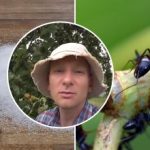 Sipelgad kaovad nädalaga: parim viis putukate kõrvaldamiseks köögiviljaaias