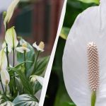 Spathiphyllum õitseb aastaid, kui seda sügisel samast kohast eemal hoida