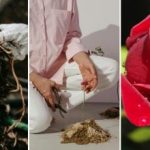 Üks pistoda annab mere roose: aiapidamise saladus, mis töötab igaühe
