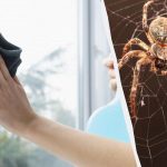 Üks toode puhastab aknad läikima ja vabaneb ämblikest: ebatavaline elutarkus